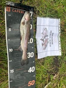 Rainbow Trout