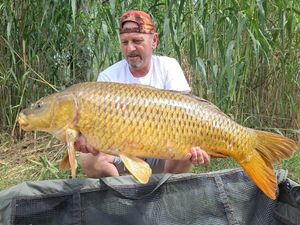 Common Carp