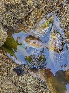 Ballan Wrasse