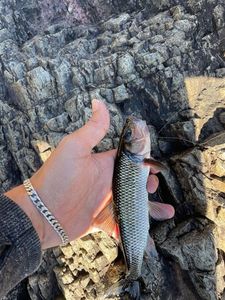 Fallfish