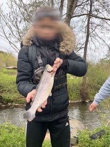 Rainbow Trout