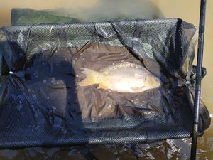 Mirror Carp
