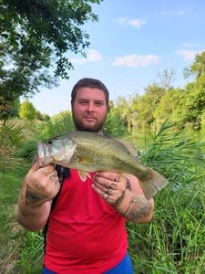 Largemouth Bass