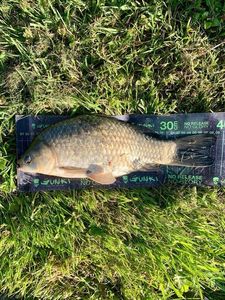 Crucian Carp