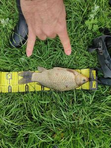 Crucian Carp
