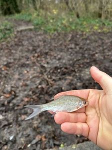 Roach