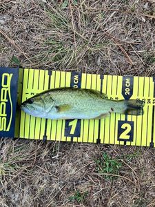 Largemouth Bass