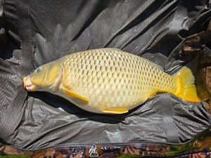 Common Carp