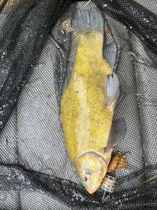 Tench