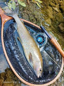 Grayling