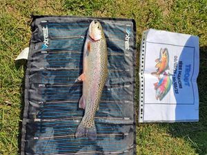 Rainbow Trout