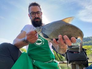 Common Bream