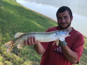 Northern Pike