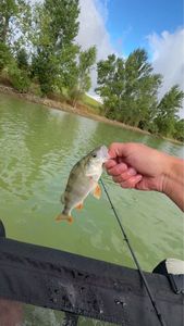 European Perch