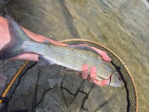 Grayling