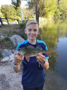 European Perch
