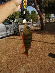 European Perch