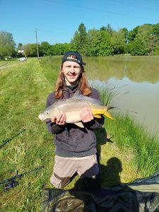 Common Carp