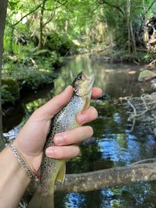 Brown Trout