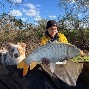 Common Carp