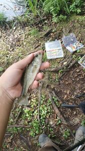 Achigan à Petite Bouche (Black-Bass)