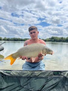 Common Carp