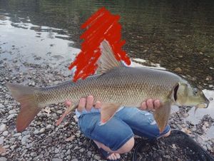 Barbel