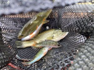 Largemouth Bass