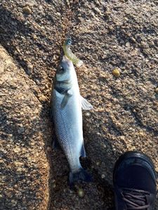 European Bass (Seabass)