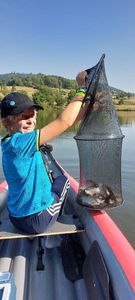 Common Bream