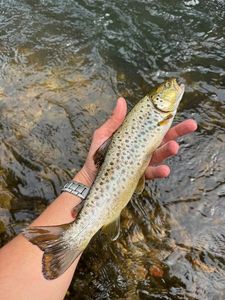 Brown Trout