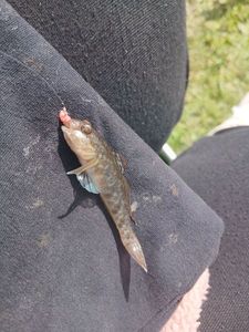 Round Goby