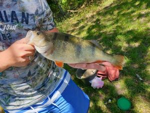 European Perch