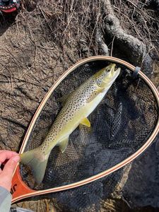 Brown Trout