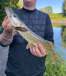 Northern Pike