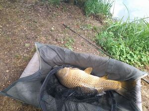 Common Carp