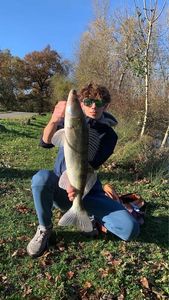 Zander