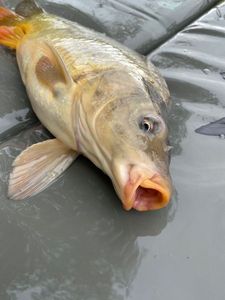 Common Carp