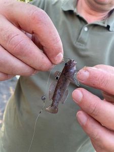 Giant Goby
