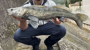Zander