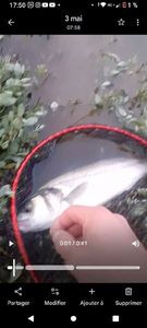European Bass (Seabass)