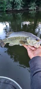 Largemouth Bass