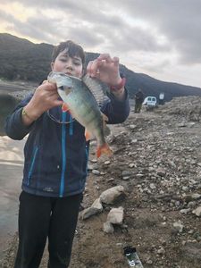 European Perch