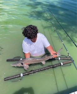 Sturgeon