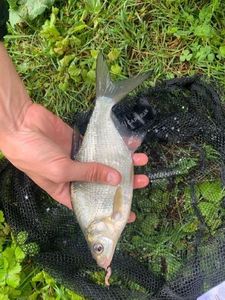Common Bream