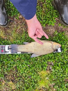 Tench