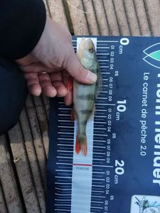 European Perch
