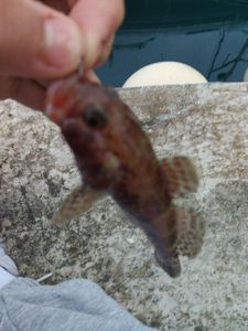 Giant Goby