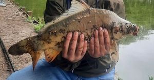 Common Carp