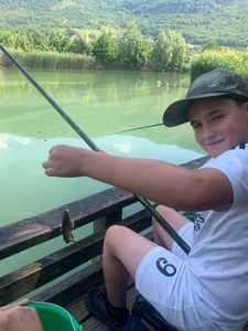 Green Sunfish